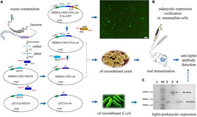 In vivo Protein Interference: Oral Administration of Recombinant Yeast-Mediated Partial Leptin Reduction for Obesity Control